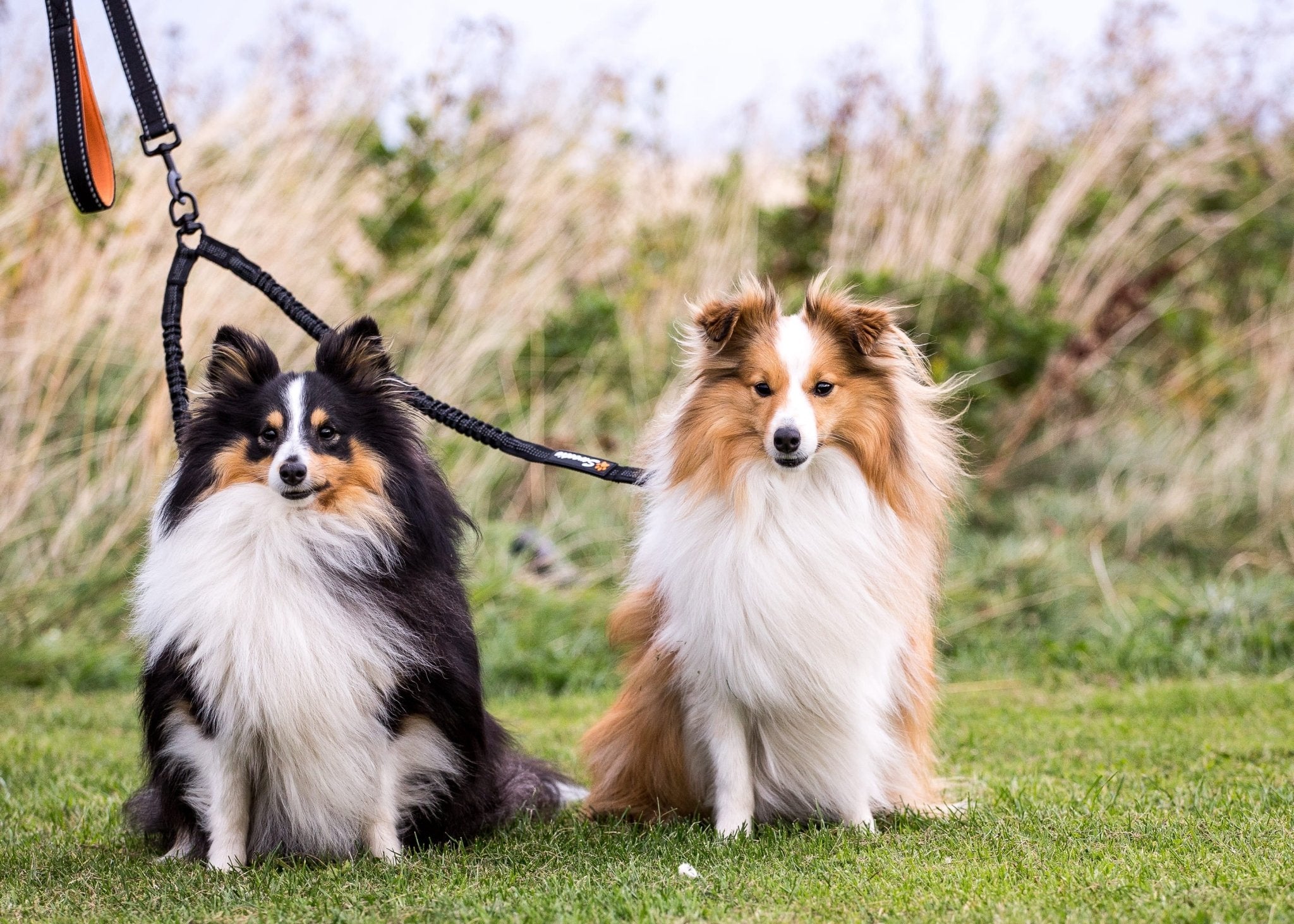 How To Walk Two Dogs At Once- Stress-Free – Sweetie