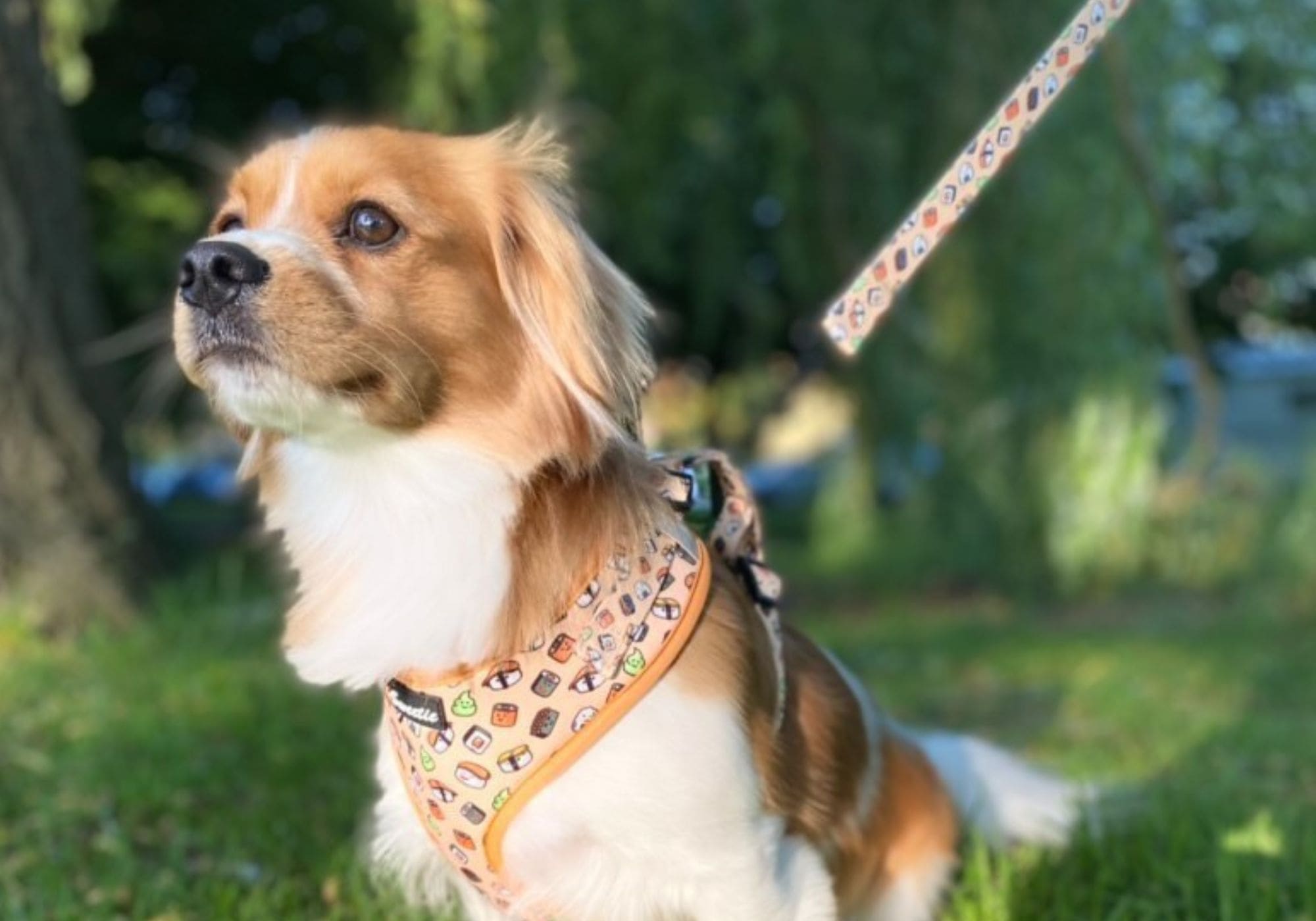 Playful Walk Harnesses - Sweetie