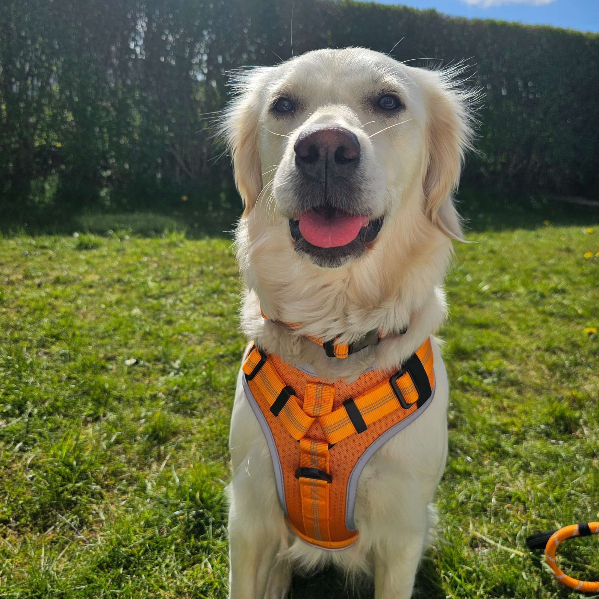 Orange Padded Collar