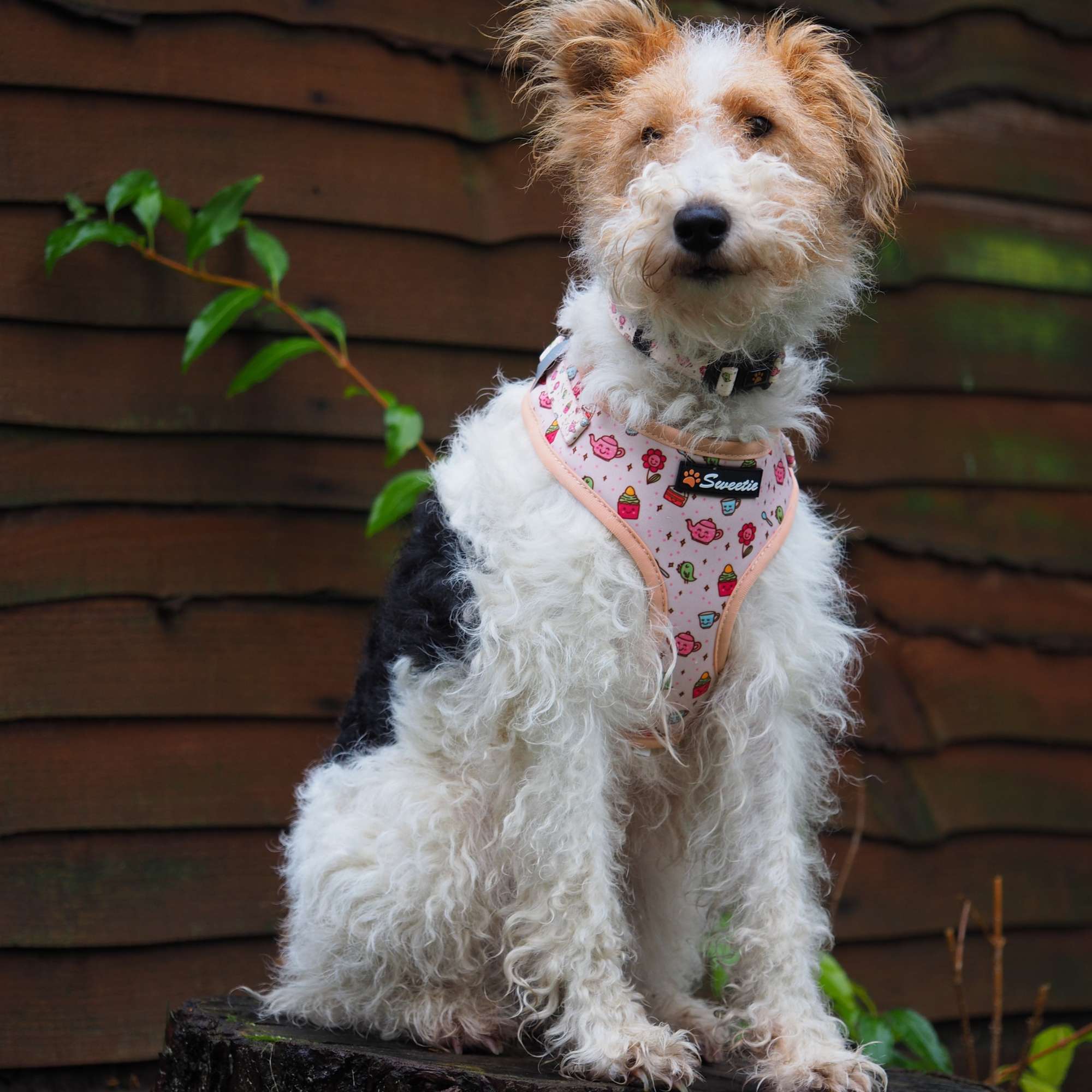 Adjustable Harness - Afternoon Tea - Sweetie