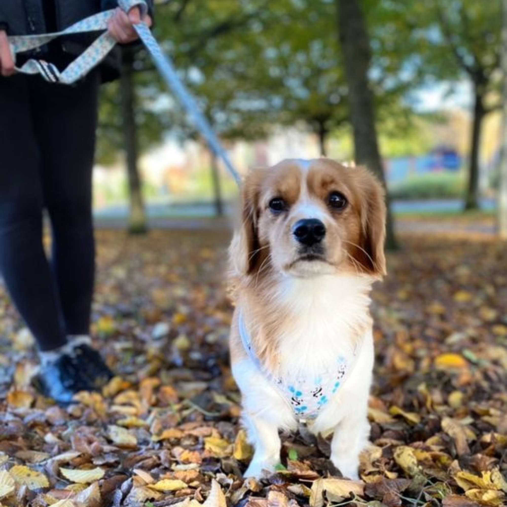 Adjustable Harness - My Heart Belongs to Panda - Sweetie