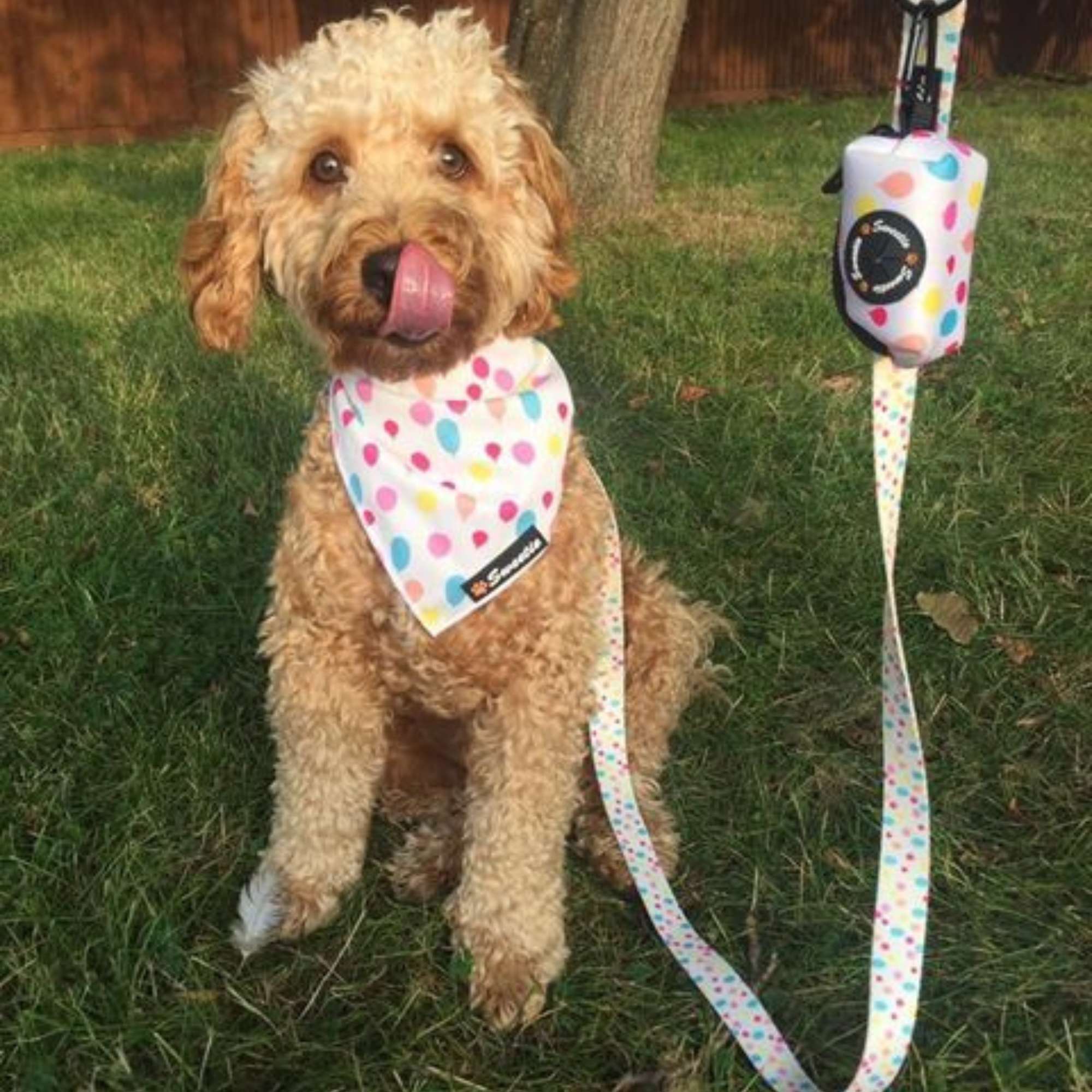 Bandana - Up Up We Pup - Sweetie