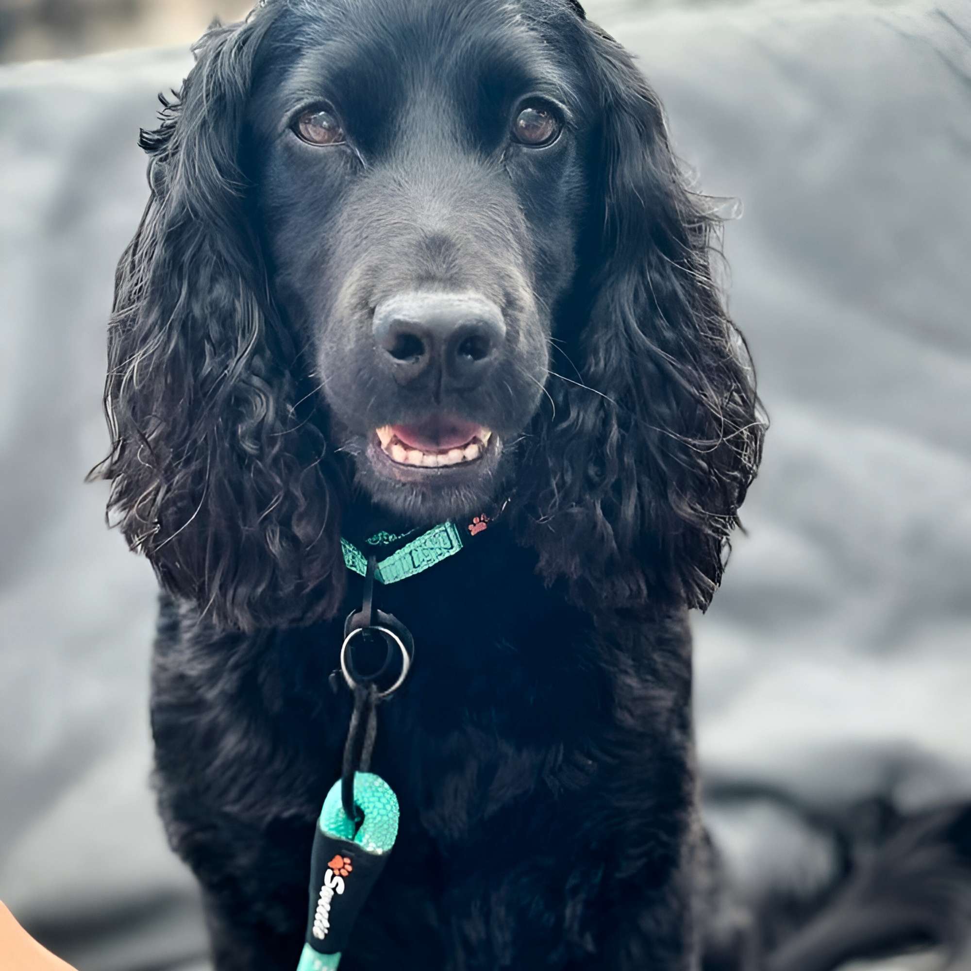 Dreamy Aqua Padded Collar - Sweetie