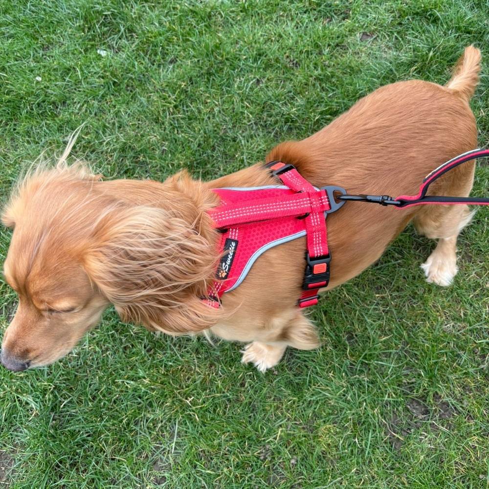 No Pull Dog Harness with Lock Buckles - Sweetie