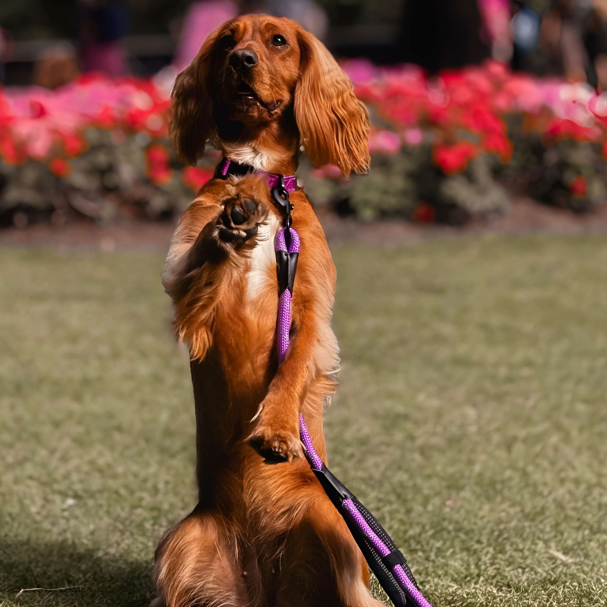 Purple Padded Collar - Sweetie