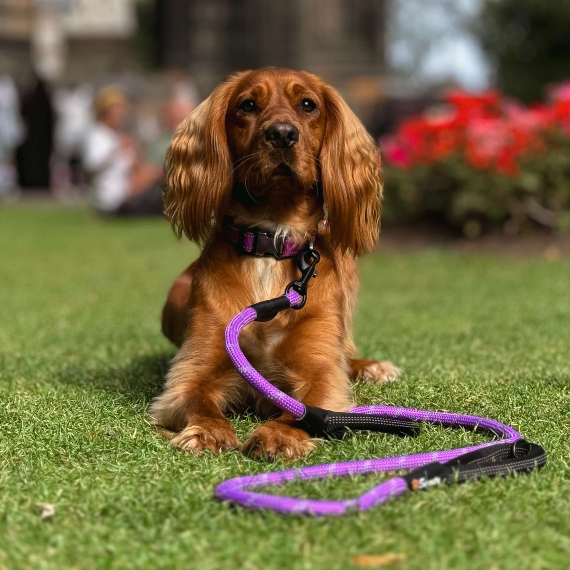 Purple Padded Collar - Sweetie