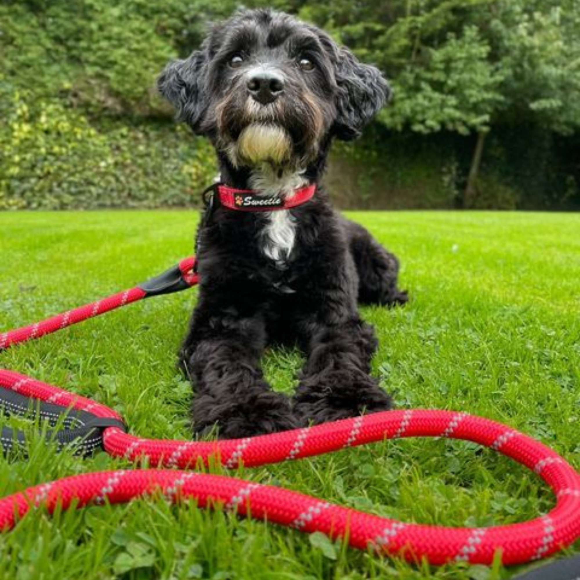 Red Rope Lead - Sweetie