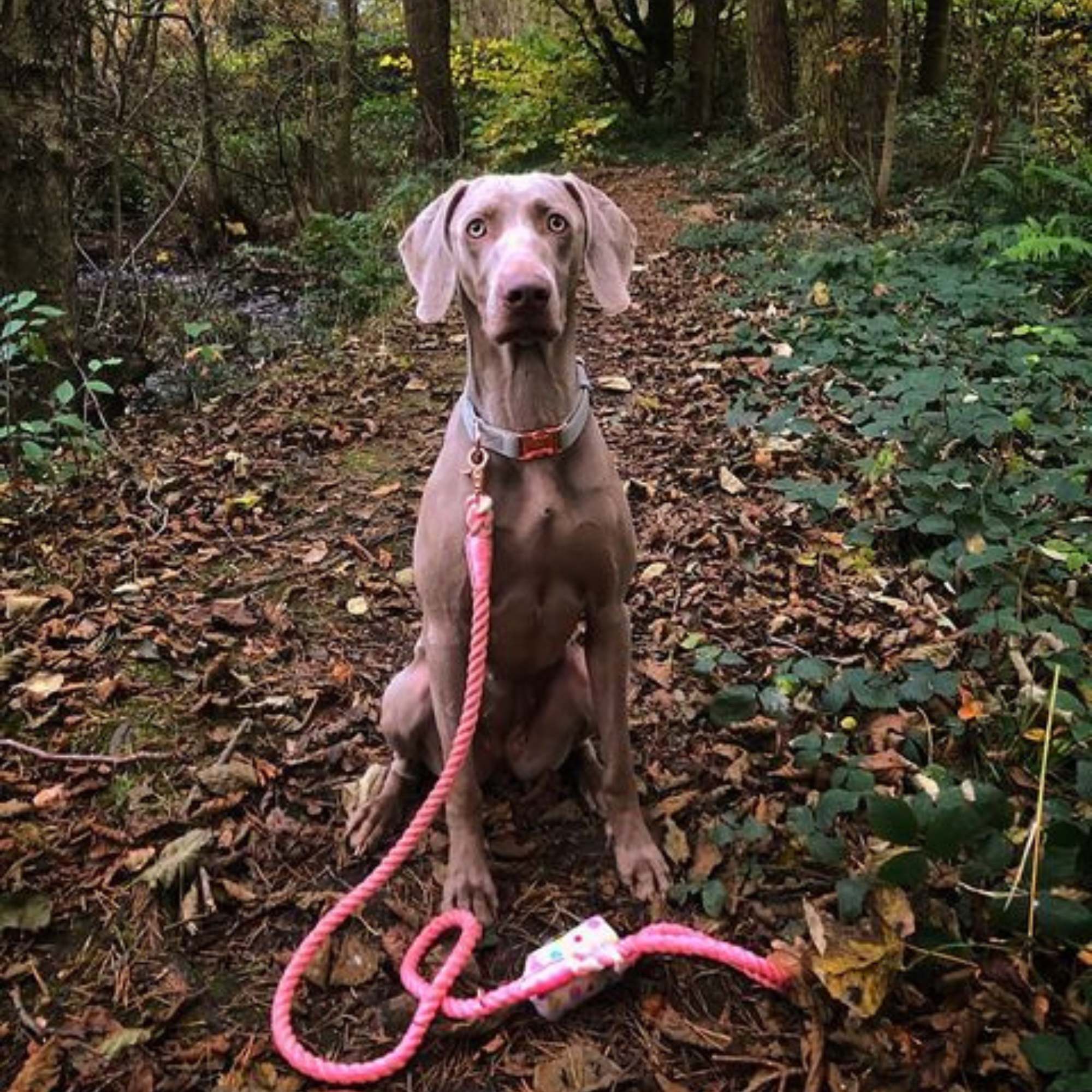 Rope Lead - Pink Lemonade - Sweetie