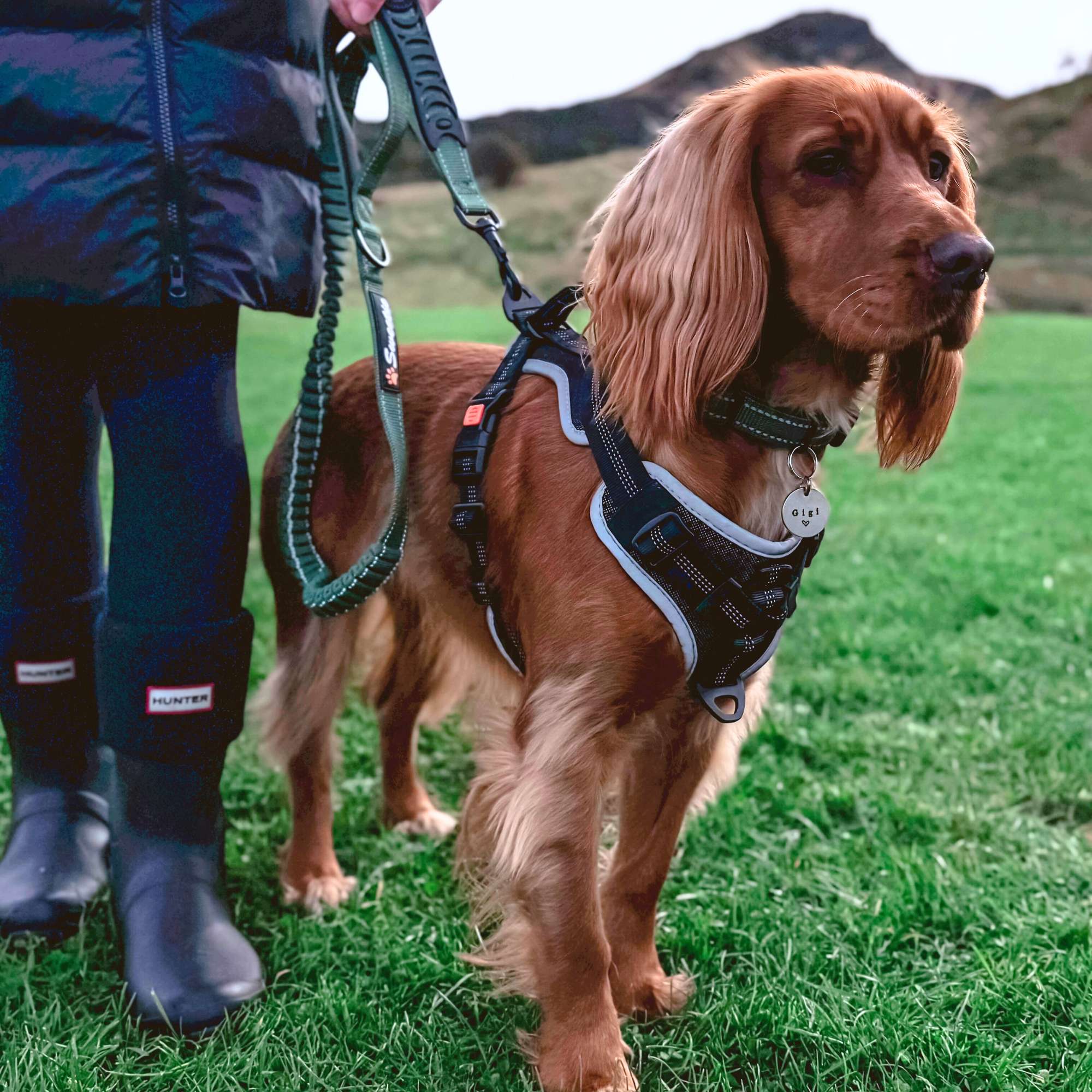 Shock - Absorbing Dog Lead - Green - Sweetie